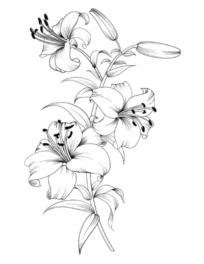Black and white line art illustration of a blooming lily flower stem with multiple open lilies and closed buds.