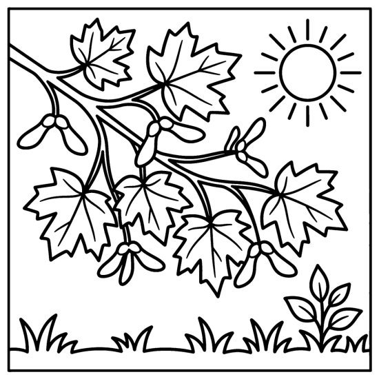 Maple branch with broad leaves and winged seeds beneath a bright sun, coloring page