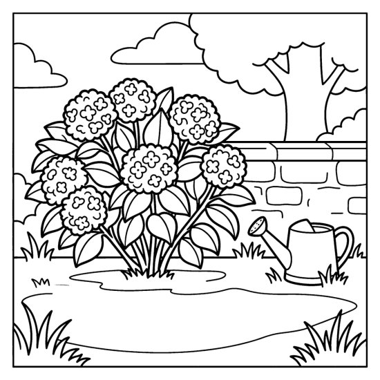 A hydrangea bush with round flower clusters by a garden wall with a watering can, coloring page