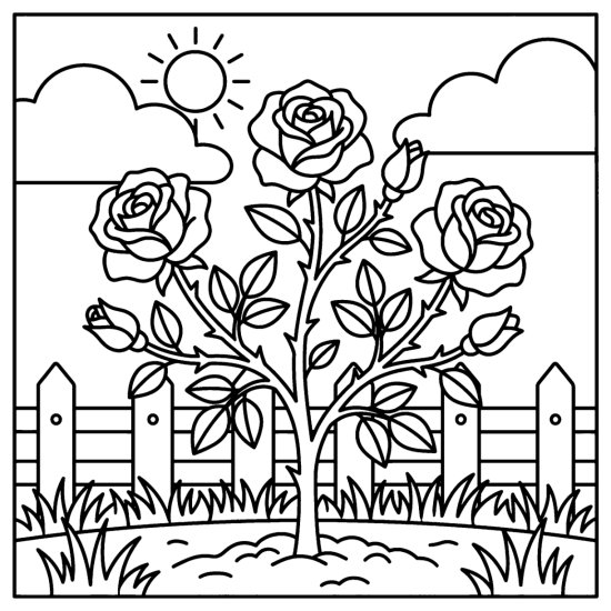 A rose bush with three open roses and buds in a garden bed by a fence, coloring page