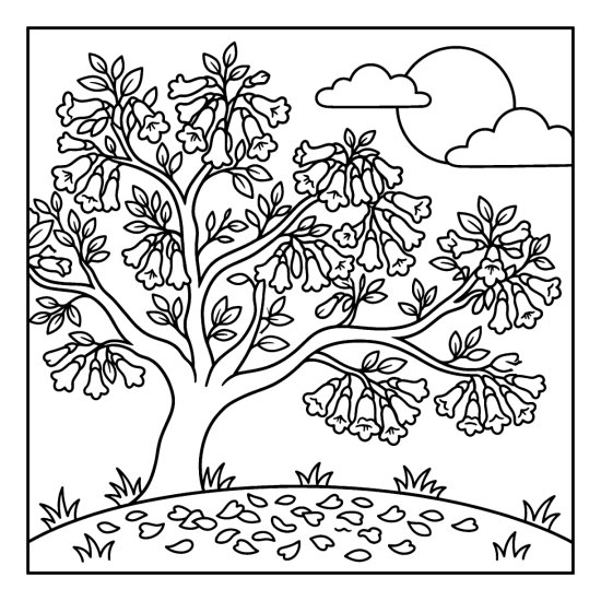 Jacaranda tree with bell shaped blossoms above a carpet of fallen petals, coloring sheet