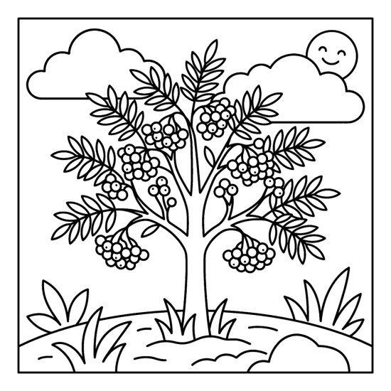 Rowan tree with clusters of round berries and feathery leaves on a rise, coloring sheet