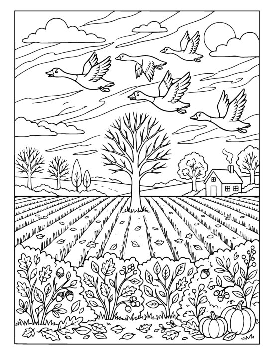 Flock of geese flying in a V above a harvested stubble field on a coloring page