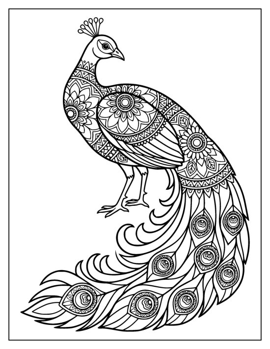 Standing peacock with a clear simple face and a swirling train of eyespot feathers
