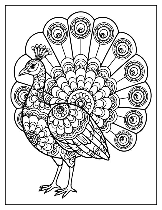 Peacock facing left before a fan of scalloped layered feathers and eyespots, line art
