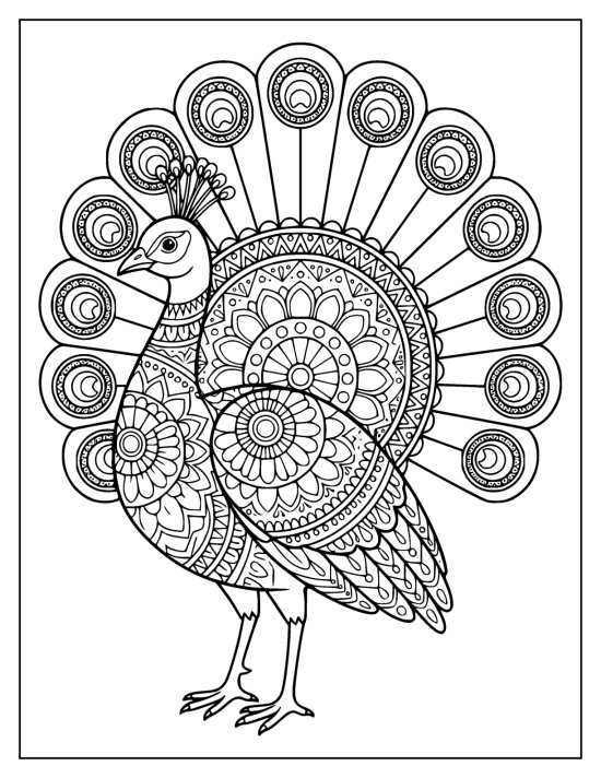 Peacock in three quarter view with a compact rounded fan and a large chest medallion