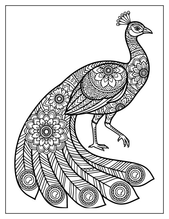 Peacock stepping forward with one foot raised and a lush patterned train, mandala