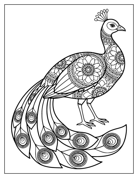 Peacock facing right with its train curling around the front of its feet