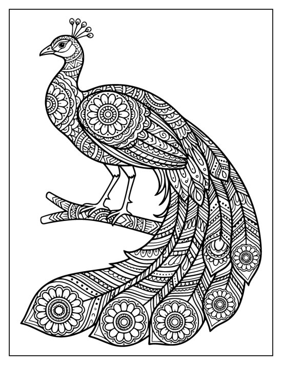 Peacock perched on a patterned branch with feathers cascading to the right, line art