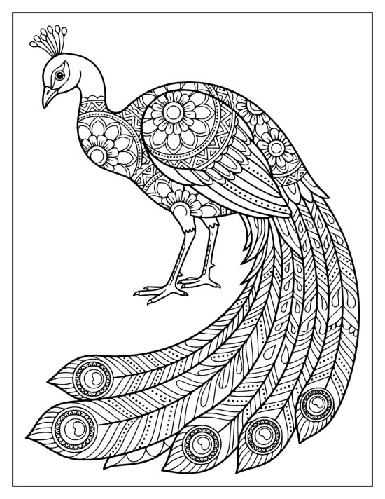 Peacock with head lowered toward the ground and a long train sweeping left