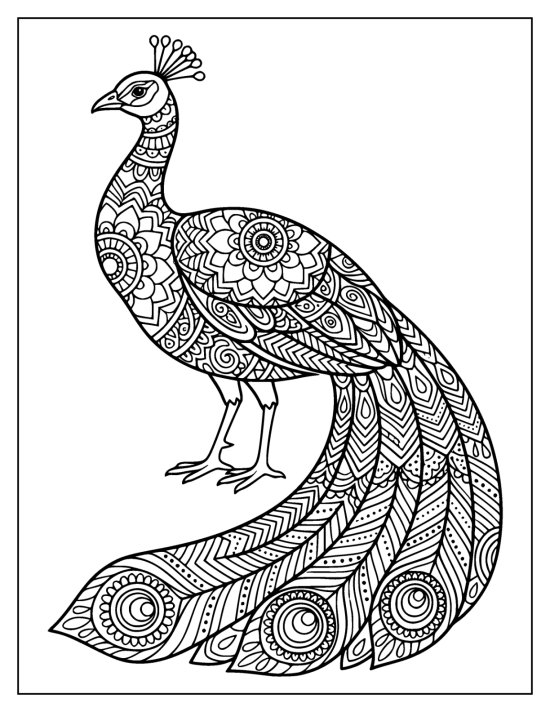 Standing peacock in side profile with a long patterned train sweeping across the lower page