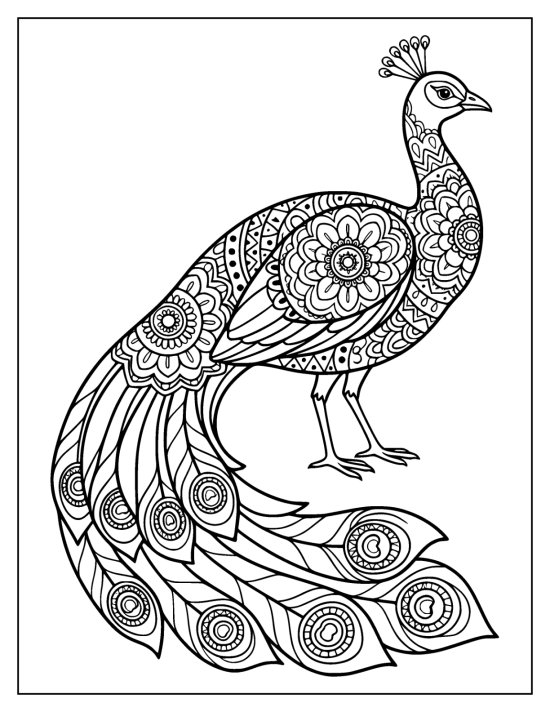 Side profile peacock with a chest medallion and a train of eyespot feathers, coloring page