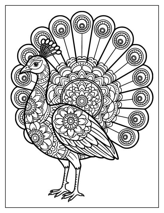 Peacock facing left with crest raised in front of a wide open fan, coloring sheet