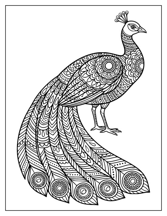 Standing peacock with a lush train of banded feathers sweeping to the lower left, mandala