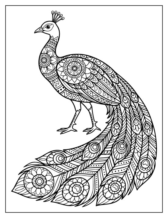 Walking peacock facing left with a long train curving down and to the right