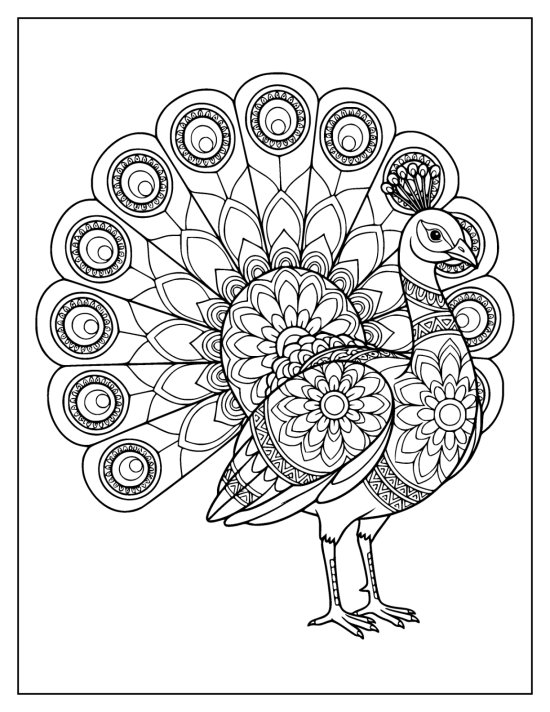 Peacock in three quarter view before a fan of open petal feathers and eyespots