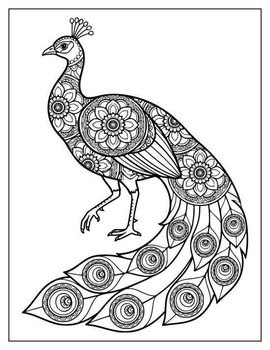 Walking peacock with one foot lifted and a train of eyespot feathers curling below