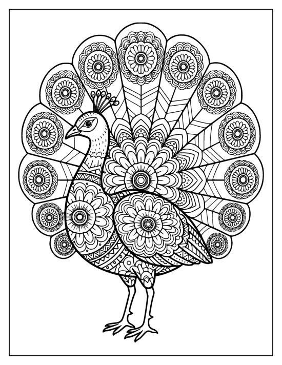 Side profile peacock with a lightly patterned head standing before a raised fan, coloring sheet