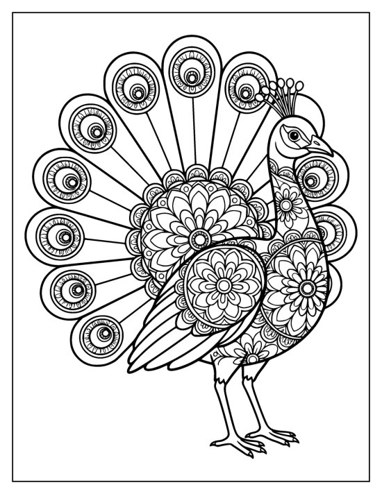Peacock turned three quarters to the right with its fan open behind the body