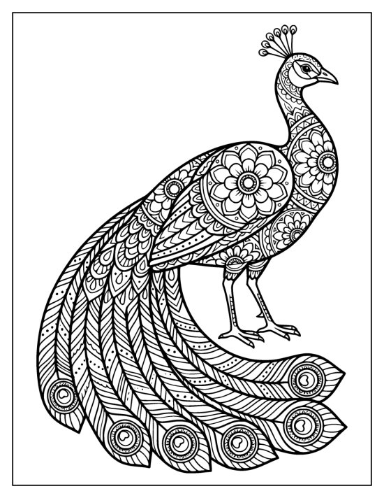 Peacock facing right with a full train of patterned feathers curving to the lower left, mandala