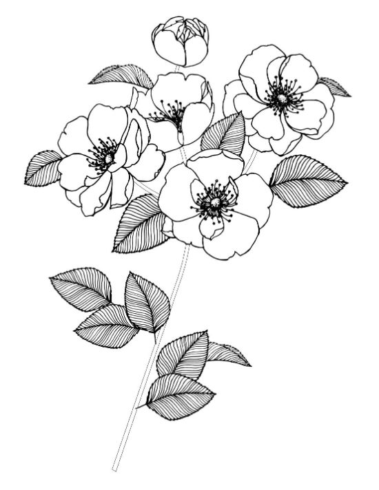 flower-coloring-pages-for-adults - Page 29