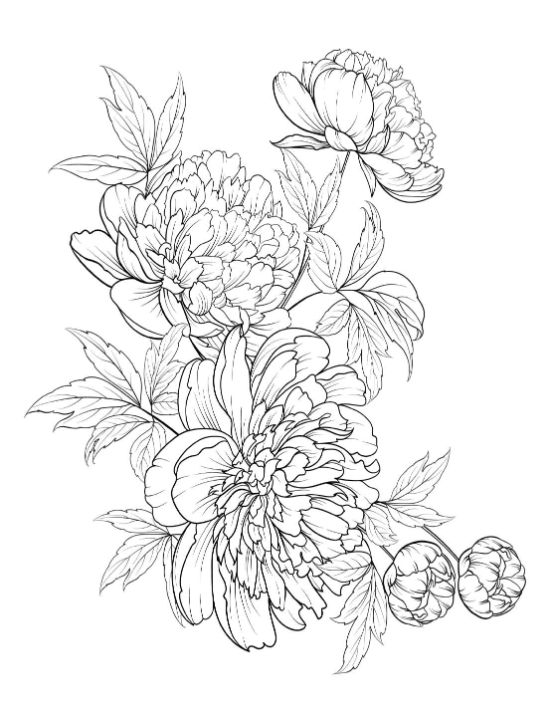 Elegant peonies and buds with detailed petals and leaves. coloring page