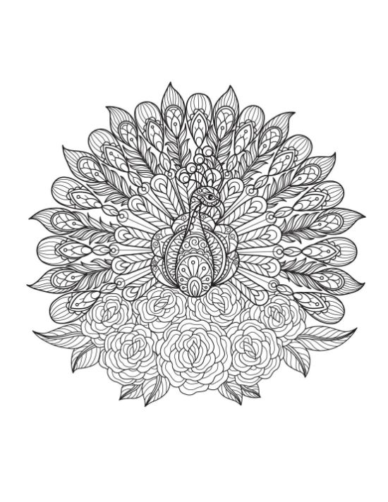 Mandala peacock with spread tail feathers and roses coloring page.