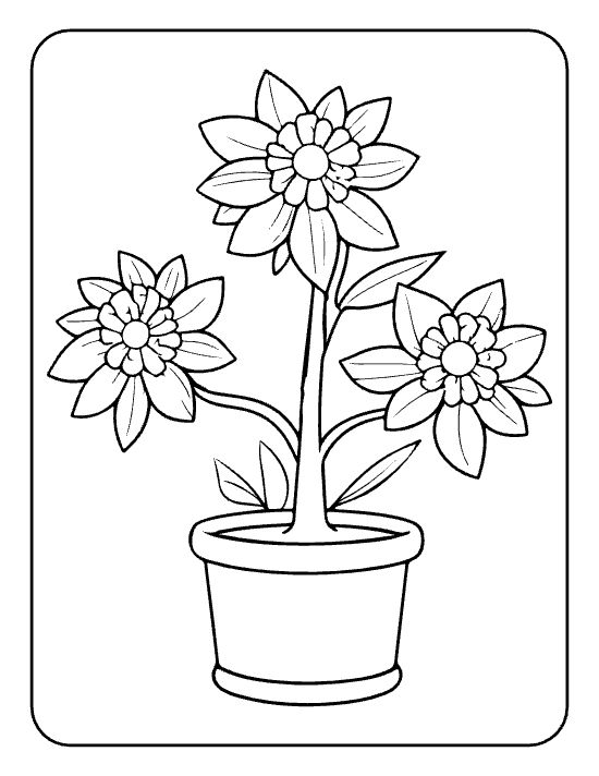 Three layered chrysanthemums and one tucked leaf in a round pot on a flower coloring page