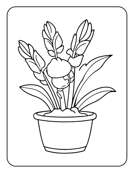 Three feathered hyacinth spikes among broad leaves in a small pot on a coloring page