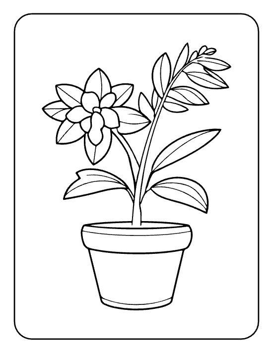Single magnolia bloom on a leafy stem with a side bud in a round pot on a coloring page