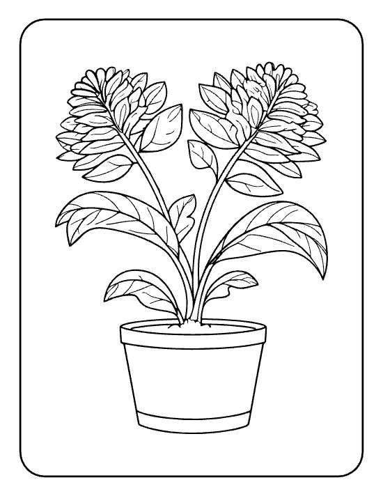 Two heart shaped chrysanthemum blooms above curved leaves on a flower coloring page