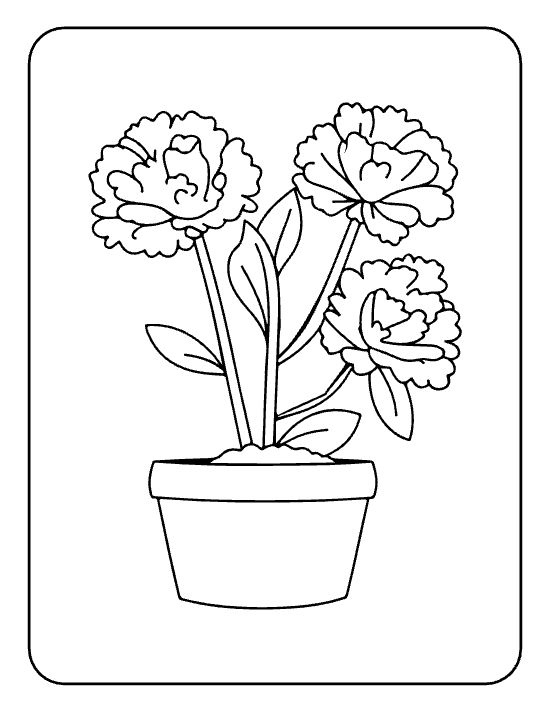 Three ruffled carnations with curved leaves in a small pot on a flower coloring sheet