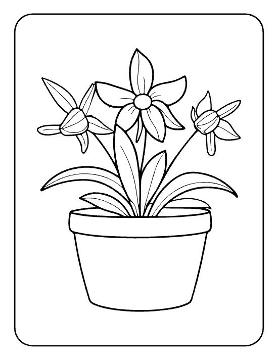 Single starry lily with two side buds and long leaves in a tall pot on a coloring page