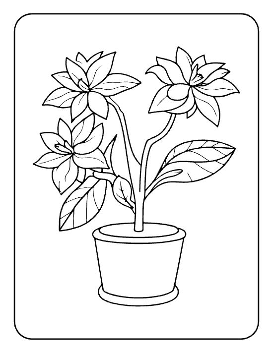 Three layered star flowers among veined leaves in a tall pot on a coloring page