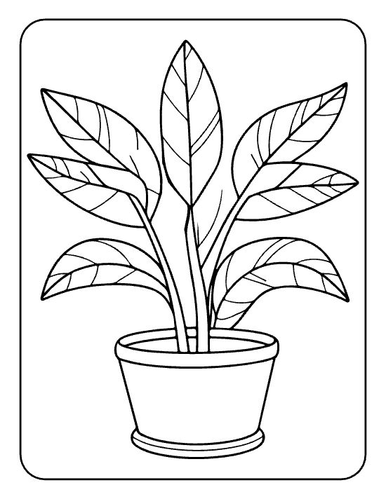 Tall plant with five large pointed veined leaves in a small pot on a coloring sheet