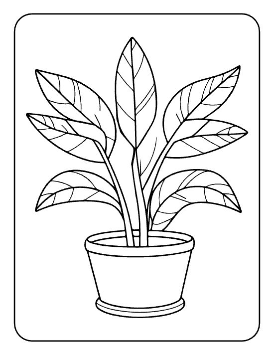Round houseplant with five tall veined leaves sitting in a saucer drawn bold and easy