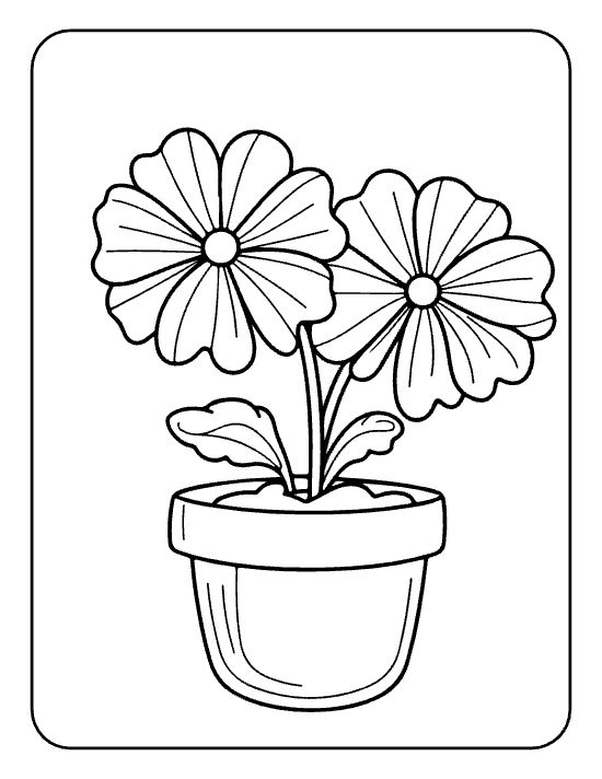 Two large cosmos blooms with striped petals and curling leaves in a pot on a coloring page