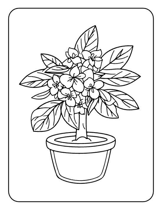 Cluster of small five petal blooms above broad leaves in a pot on a flower coloring page