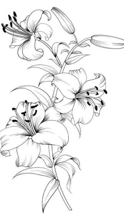 Elegant lily flowers with buds and leaves form a beautiful floral coloring page.